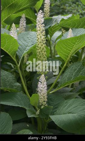 Phytolacca americana, pokeweed Foto Stock