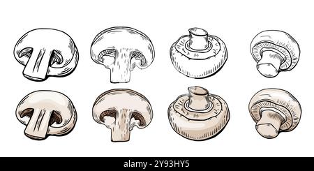 Set di schizzi di funghi champignon, incisione di colore. disegno della linea in bianco e nero Illustrazione Vettoriale