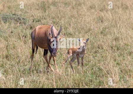 Madre e bambino topi, Damaliscus lunatus jimela, nelle praterie del Parco Nazionale Masai Mara, Kenya. I topi sono antilopi molto veloci in cui vivono Foto Stock