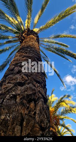 Vista dal basso verso la cima delle palme contro il cielo. Cime di palme contro il cielo blu. Palme con il sole. Vista dal basso verso l'alto. Foto Stock