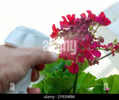 Il giardiniere spruzza insetticida sui gerani per proteggerli dagli organismi nocivi. Messa a fuoco selettiva sul liquido spruzzato. Foto Stock