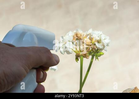 Il giardiniere spruzza insetticida sui gerani per proteggerli dagli organismi nocivi. Messa a fuoco selettiva sul liquido spruzzato. Foto Stock