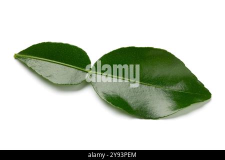 Singola foglia di calce kaffir verde fresco, isolata, su sfondo bianco primo piano Foto Stock