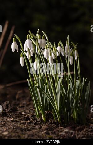 Un gruppo di gocce di neve (Galanthus) in una fase iniziale con sfondo sfocato Foto Stock