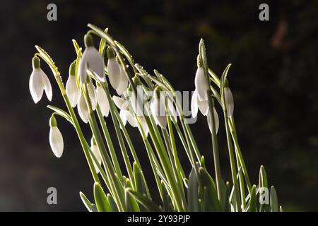 Un gruppo di gocce di neve (Galanthus) in una fase iniziale con sfondo sfocato Foto Stock