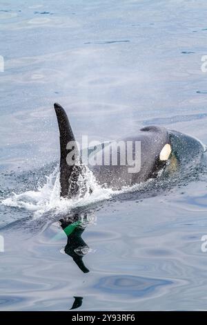 Una balena assassina di tori adulti (Orcinus orca) che affiora nello stretto di Johnstone, Columbia Britannica, Canada, Oceano Pacifico, Nord America Foto Stock