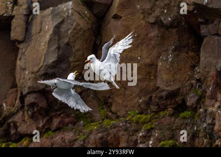 Adulto kittiwake dalle zampe nere (Rissa tridactyla) in combattimento con un secondo kittiwake vicino all'isola Alexander, alla Terra di Francesco Giuseppe, alla Russia, all'Oceano Artico Foto Stock