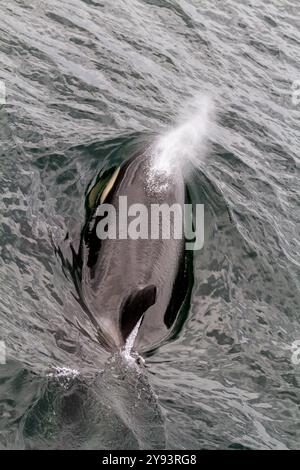 Balena assassina adulta (Orcinus orca) che si innalza nello stretto di Chatham, Alaska sud-orientale, Stati Uniti d'America, Oceano Pacifico, Nord America Foto Stock