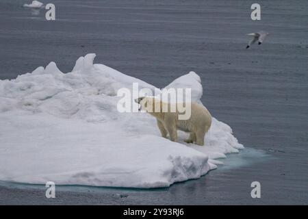 Orso polare donna adulta (Ursus maritimus) che sbadiglia con la bocca aperta su banchi di ghiaccio pluriennali nella Terra di Francesco Giuseppe, Russia, Eurasia Foto Stock