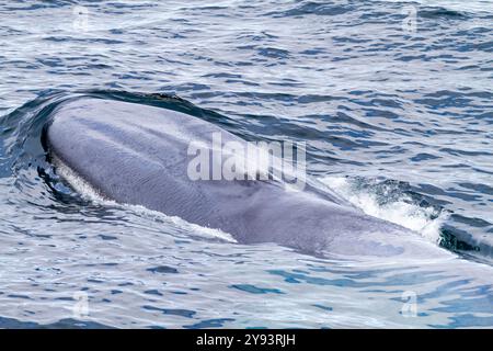 Avvistamento molto raro di balena azzurra adulta (Balaenoptera musculus) che si innalza nell'arcipelago delle Svalbard, Norvegia, Artico, Europa Foto Stock