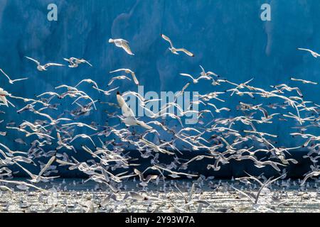 Kittiwakes adulti con le zampe nere (Rissa tridactyla) che si nutrono alla base di un ghiacciaio nell'arcipelago delle Svalbard, Norvegia, Artico, Europa Foto Stock