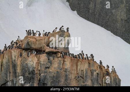 Sito di nidificazione e nidificazione di ghigliottoli di Brunnich (Uria lomvia) a Capo Fanshawe nell'arcipelago delle Svalbard, Norvegia, Artico, Europa Foto Stock