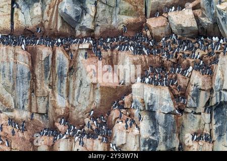 Sito di nidificazione e nidificazione di ghigliottoli di Brunnich (Uria lomvia) a Capo Fanshawe nell'arcipelago delle Svalbard, Norvegia, Artico, Europa Foto Stock