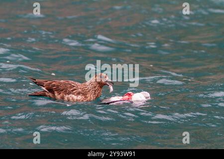 Grande skua adulto (Stercorarius skua) con recente uccisione nell'arcipelago delle Svalbard, Norvegia, Artico, Europa Foto Stock