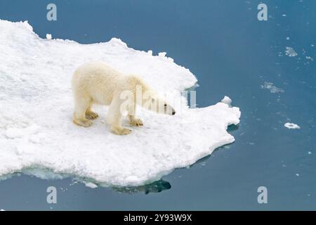Un curioso e giovane orso polare (Ursus maritimus) su una piattaforma di ghiaccio nell'arcipelago delle Svalbard, Norvegia, Artico, Europa Foto Stock