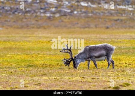 Renna adulta delle Svalbard (Rangifer tarandus platyrhynchus) che pascolano sulla tundra nell'arcipelago delle Svalbard, Norvegia, Artico, Europa Foto Stock