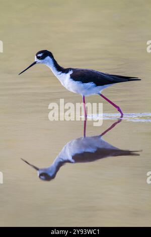 Adulti: Trampolino dal collo nero (Himantopus mexicanus) che gusta e dà da mangiare in una laguna d'acqua salmastra sull'isola Floreana, alle Galapagos, UNESCO, Ecuador Foto Stock