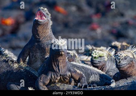 L'endemica iguana marina delle Galapagos (Amblyrhynchus cristatus) nell'arcipelago delle Galapagos, patrimonio dell'umanità dell'UNESCO, Ecuador, Sud America Foto Stock