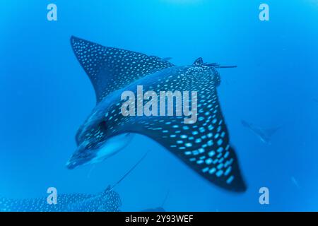 Aquile maculate (Aetobatus narinari) sott'acqua all'isola Leon Dormido al largo dell'isola San Cristobal, alle Galapagos, patrimonio dell'umanità dell'UNESCO, Ecuador Foto Stock