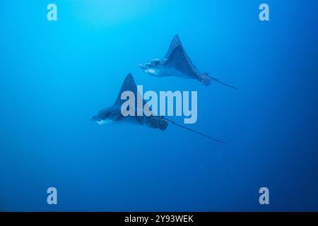 Aquile maculate (Aetobatus narinari) sott'acqua all'isola Leon Dormido al largo dell'isola San Cristobal, alle Galapagos, patrimonio dell'umanità dell'UNESCO, Ecuador Foto Stock