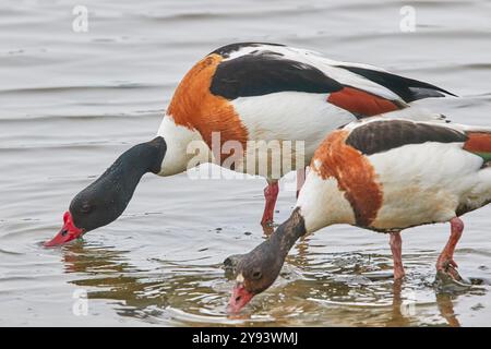 Una coppia Shelduck (Tadorna tadorna), sull'isola Brownsea, una riserva naturale a Poole Harbour, Dorset, Inghilterra, Regno Unito, Europa Foto Stock