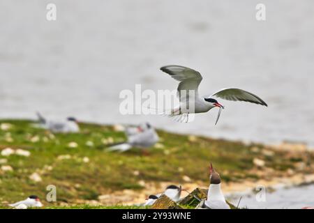 Common Terns (Sterna hirundo), nella loro colonia riproduttiva a giugno, sull'isola Brownsea, una riserva naturale a Poole Harbour, Dorset, Inghilterra Foto Stock