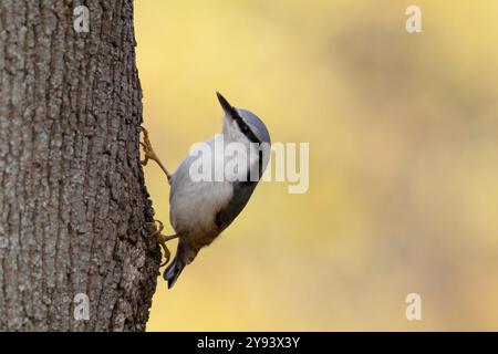 Un nuthatch si trova su un tronco di albero sullo sfondo del fogliame autunnale Foto Stock