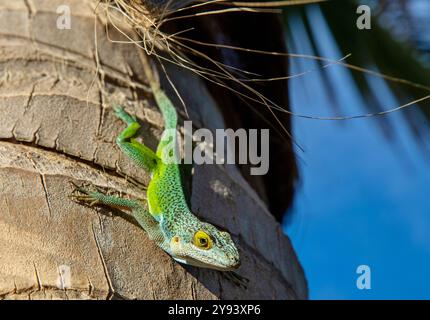 Antiguan Anole Lizard (Anolis Leachii), Bermuda, Nord Atlantico, Nord America Foto Stock