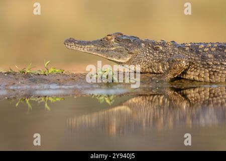 Coccodrillo del Nilo (Crocodylus niloticus), riserva di caccia ZImanga Sudafrica, Africa Foto Stock