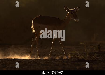 Impala (Aepyceros melampus), Shompole, Kenya, Africa orientale, Africa Foto Stock