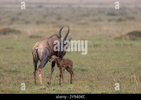 Topi (Damaliscus lunatus) con vitello neonato, Masai Mara, Kenya, Africa orientale, Africa Foto Stock