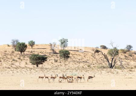 Springbok (Antidorcas marsupialis), Kgalagadi Parco transfrontaliero, Northern Cape, Sud Africa e Africa Foto Stock