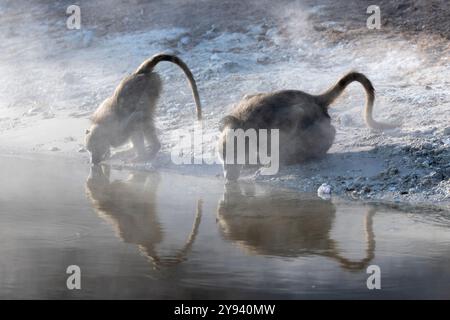 Babbuini Chacma (Papio ursinus) che bevono, Chobe National Park, Botswana, Africa Foto Stock