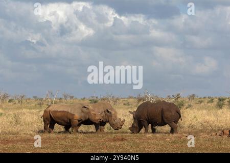 Tori di rinoceronte bianco (Ceratotherium simum) in confronto, riserva di caccia privata Zimanga, KwaZulu-Natal, Sudafrica, Africa Foto Stock