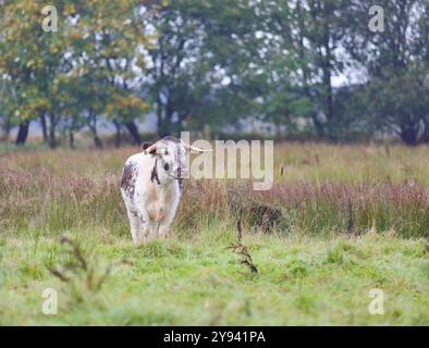 Inglese mucca longhorn (Bos primigenius) Foto Stock