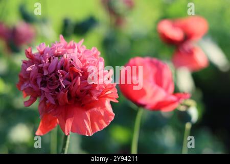 Papaveri rossi e rosa sotto il sole in un giardino Foto Stock