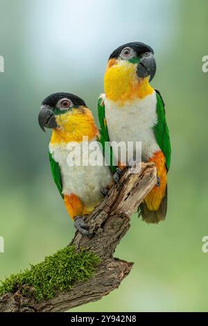 Pappagallo dalla testa nera, Pionites melanocephalus melanocephalus Foto Stock