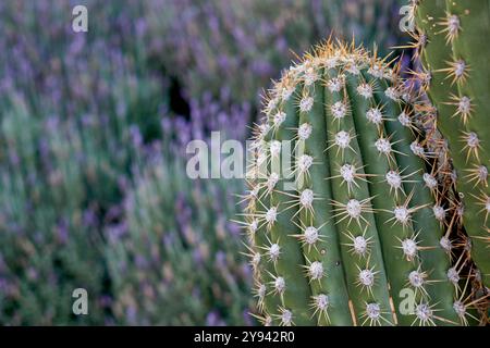 primo piano di un cactus su uno sfondo sfocato di piante di lavanda Foto Stock
