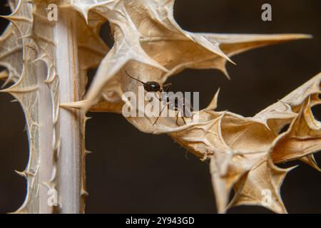 Una foto macro dettagliata che cattura una formica che percorre il terreno aspro di un gambo di una pianta spinosa, mostrando la forma delicata dell'insetto e il Foto Stock