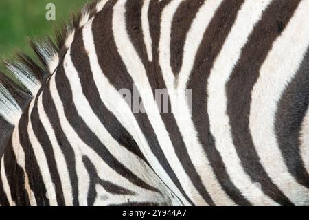Una fotografia dettagliata e ravvicinata che cattura l'esclusivo motivo di strisce bianche e nere sulla pelliccia di una zebra, l'immagine si concentra sulla texture e sulla naturale c Foto Stock