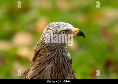 Un primo piano dettagliato cattura lo sguardo intenso di un'aquila selvaggia, mostrando il suo becco giallo acuto e le piume grigie testurizzate contro un'avidità sfocata Foto Stock