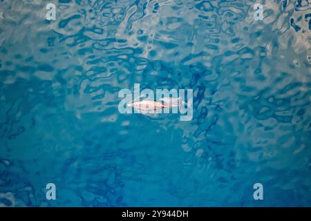 Lo scatto aereo di un delfino e del suo vitello che nuotano in acque cristalline blu, il delicato movimento dei delfini e le increspature nell'acqua creano un Foto Stock