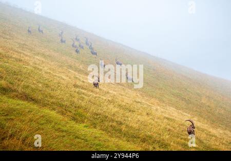 Una fila di capre di montagna sale attraverso un prato verde e nebbioso nelle Alpi svizzere, mostrando il loro habitat naturale circondato da una fitta nebbia Foto Stock