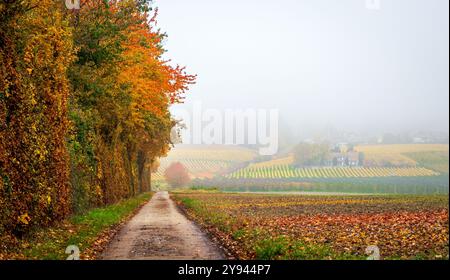Un tranquillo sentiero fiancheggiato da vibranti alberi autunnali e foglie cadute conduce attraverso un paesaggio nebbioso svizzero, caratterizzato da vigneti distanti sotto un soffice e soffice overc Foto Stock