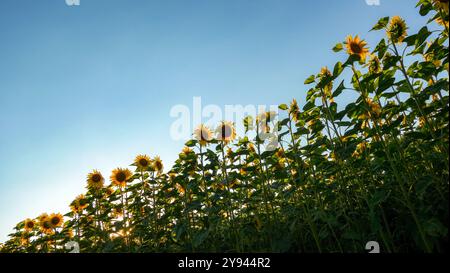 Una scena serena che cattura alti girasoli immersi nella calda luce di un sole tramontante, tramonti su un cielo azzurro Foto Stock