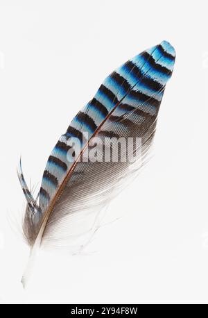 Una singola piuma ad ala a strisce blu di Un Jay eurasiatico, Garrulus glandarius, isolata su sfondo bianco, Regno Unito Foto Stock