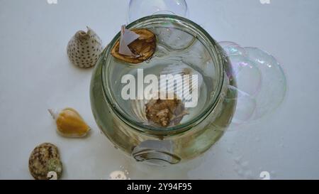 Un vaso di vetro riempito d'acqua. Barche di noce, conchiglie. Foto Stock