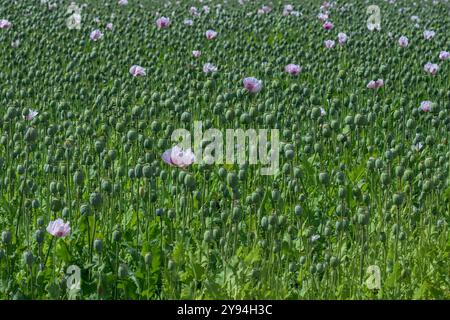 Mare di teste di semi di papavero con alcuni papaveri in fiore tardivi, portati nelle pianure di Salisbury. Quasi dà la sensazione di un'illusione ottica Foto Stock