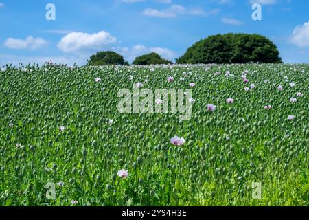 Campo di teste di semi di papavero con alcuni papaveri in fiore tardivi, portati nelle pianure di Salisbury Foto Stock