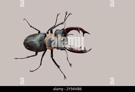 Un coleottero europeo maschio Foto Stock